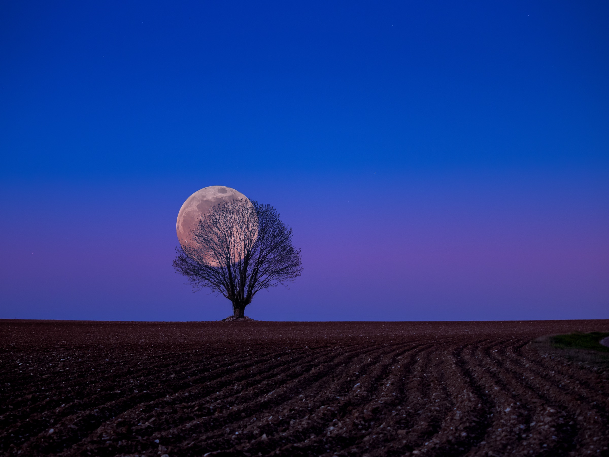 Un arbre seul dans un champ labouré, sous une pleine lune, ciel profond